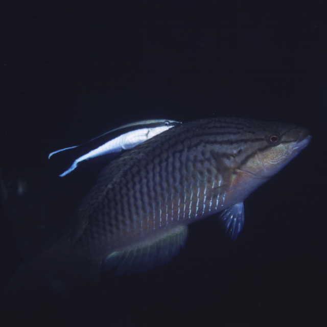 Pseudolabrus eoethinus